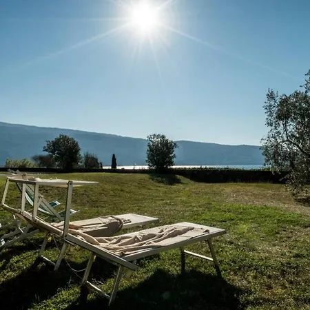 Limonaia *
