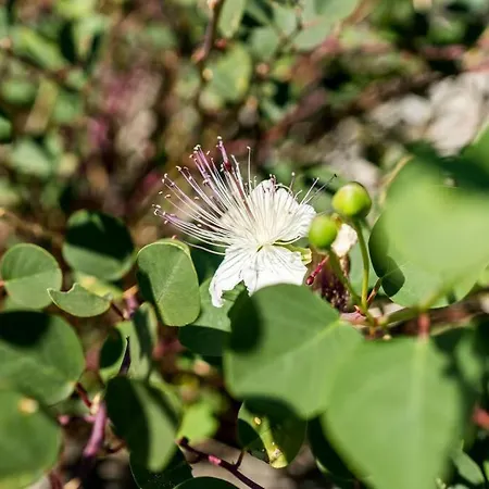 Limonaia *