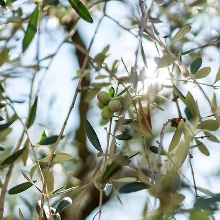 Nyaraló Limonaia Gargnano
